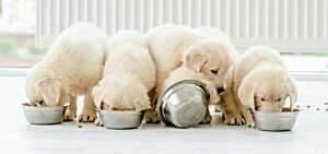 concurrency, asynchronous, parallelism, multithreading